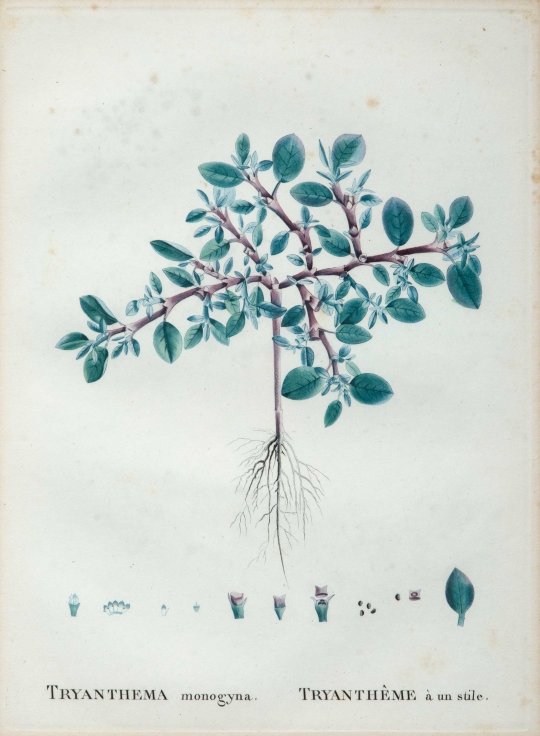 Pierre-Joseph Redoute by Illustration of Plantes Grasses